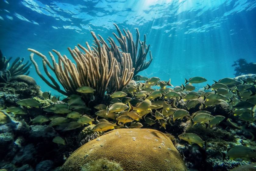 marco island snorkeling