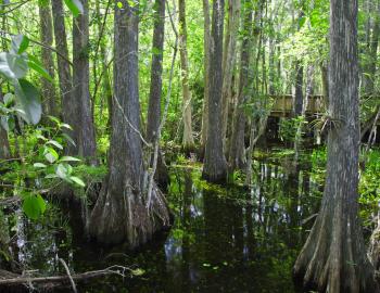 Big Cypress National Preserve