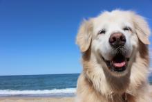 dog on the beach in marco island
